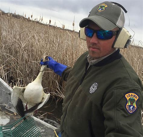 Idaho reports thousands of snow geese dead from disease | The Spokesman ...