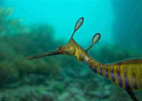 Common Seadragon – Profile | Traits | Diet | Breeding | Facts - SeaFish