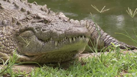 Crocodile Crawling On Land Stock Footage Video 3266314 - Shutterstock