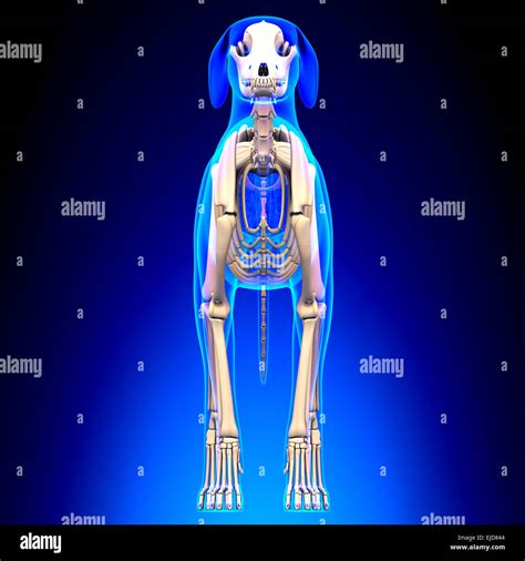 Dog Skeleton - Canis Lupus Familiaris Anatomy - front view Stock Photo, Royalty Free Image ...