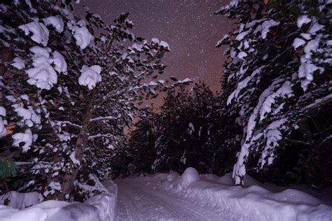 winter night landscape nature forest 11574020 Stock Photo at Vecteezy