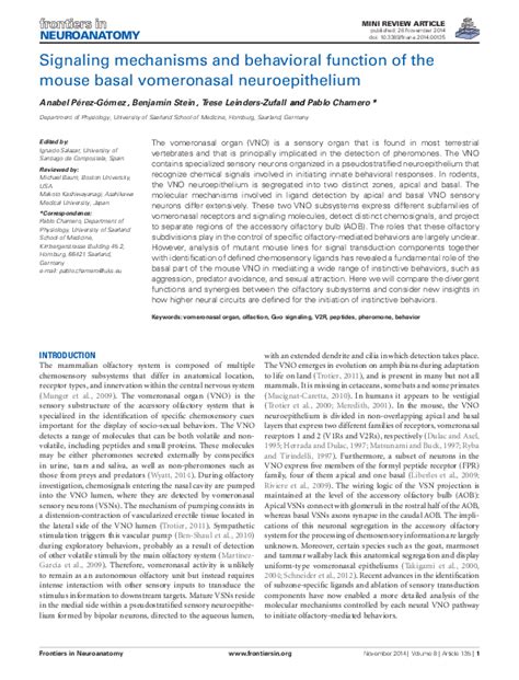 (PDF) Signaling mechanisms and behavioral function of the mouse basal vomeronasal ...