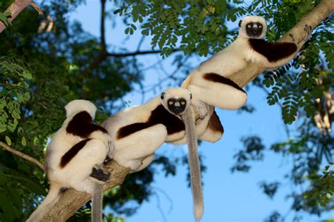 Zoboomafoo's Sifaka Cousins in Madagascar – Lemur Conservation Network