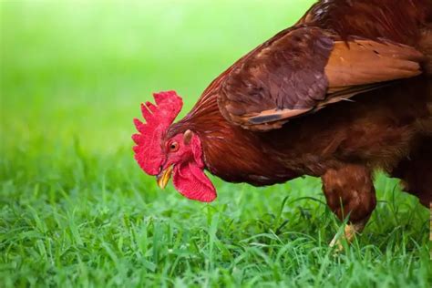 Do Chickens Eat Grass? All Questions Answered