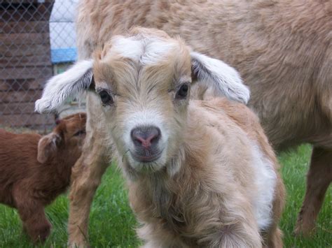 Pygora goat kid, Gabriel from Weeping Willow Pygoras | Cute goats, Baby ...