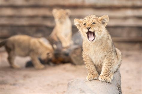 Seven African lion cubs born at West Midland Safari Park | Express & Star