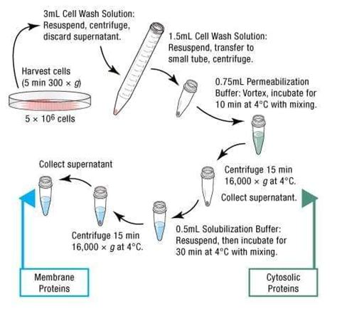 Protein Extraction Services - Creative BioMart