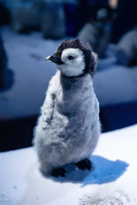 11 Baby Penguin Facts: Life in the Antarctic Nursery