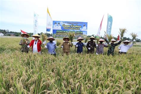 Foto : Melihat Keberhasilan Petani Aceh Menanam Padi Organik Saat Pandemi