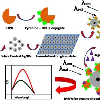 Schematic representation of organophosphates detection by pyranine-OPH... | Download Scientific ...