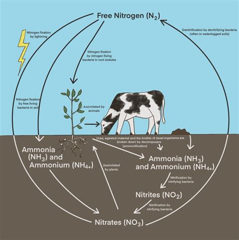 Nitrogen Cycle - QCE Biology Revision