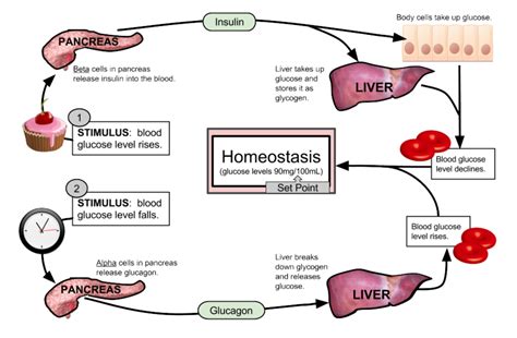 Feedback Loops: Glucose and Glucagon - Biology LibreTexts