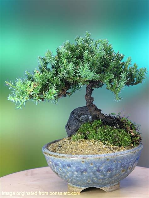 Amazon.com : A 5+ Year Old Juniper Bonsai Tree in Japanese Setku Bowl : Live Indoor Bonsai ...