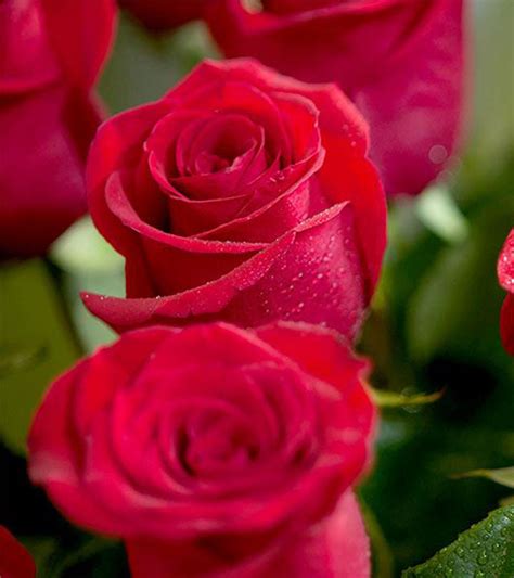 Top 27 Most Beautiful Red Roses