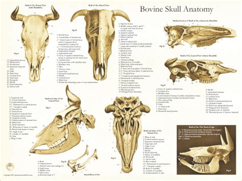 Skull Anatomy of the Cow Poster