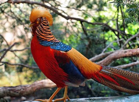 Golden Pheasant-One Of The Most Colorful Bird In The World - Top10animal