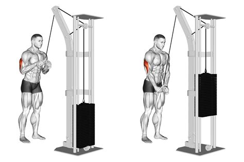 V Bar Tricep Pushdown: Benefits, Muscles Worked, and More - Inspire US