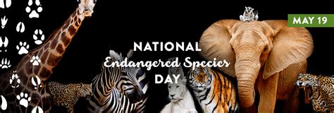 National Endangered Species Day - May 15 | Endangered species, Endangered, Species