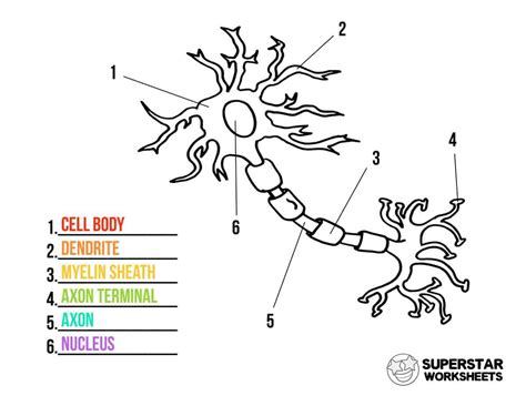 Free Printable Neuron Diagram