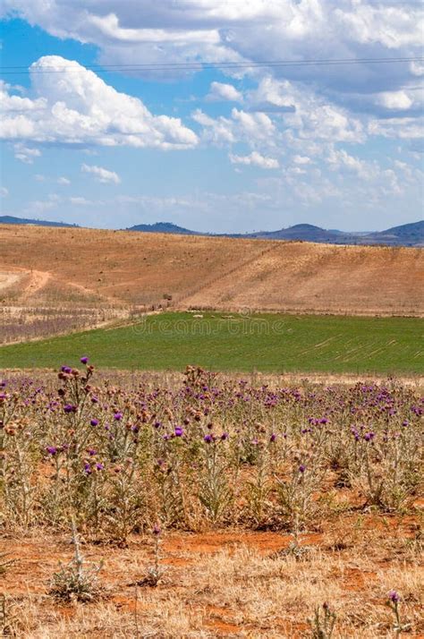 Australian Outback Landscape Stock Image - Image of yellow, outback ...