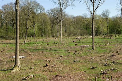 Coppice Woodland Photograph by Dr Jeremy Burgess/science Photo Library - Fine Art America