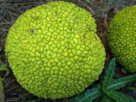 Osage Orange Fruit - Maclura pomifera | Osage Orange fruits,… | Flickr