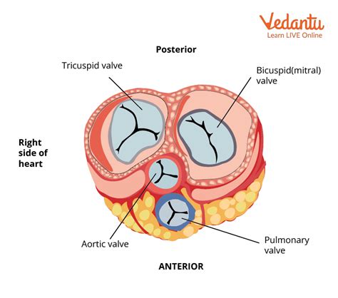 AV Valves and Semilunar Valves |Learn Important Terms and Concepts