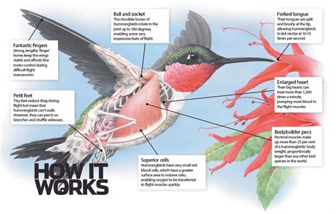 Parts Of A Hummingbird