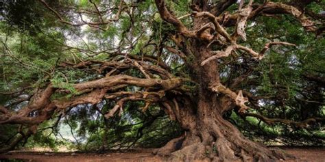 10 Oldest Trees in the World | Greentumble