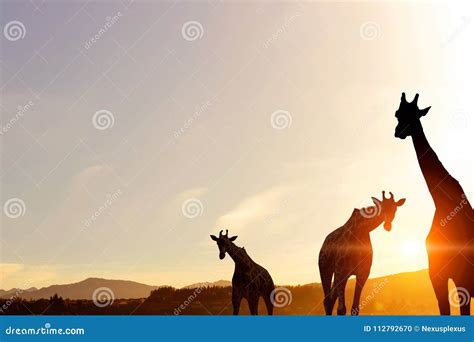 Safari sunset landscape stock photo. Image of silhouette - 112792670