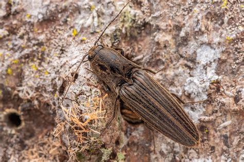 Click beetles (Elateridae) - Southern Alps Photography