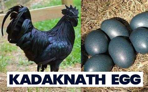 Kadaknath Egg Price, Benefits, Colour, Online Price - Daily Egg Rate