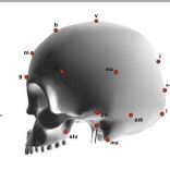 Craniofacial landmarks. | Download Scientific Diagram