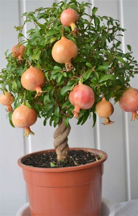 How to Grow Pomegranate Tree in a Pot & Container | Growing fruit trees ...