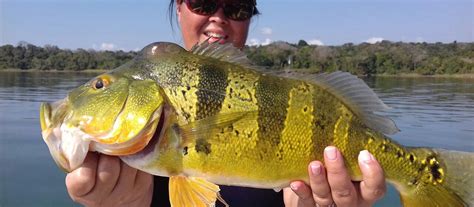 Panama Canal Gatun Lake Fishing – Panama Canal Fishing