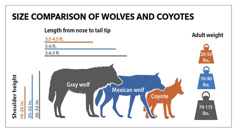 Size comparison of wolves and coyotes | FWS.gov