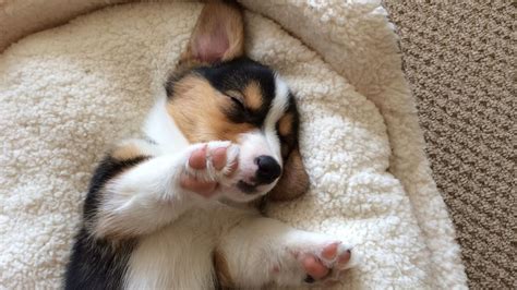 CUTE SLEEPING CORGI PUPPY COMPILATION - Grows Up! - YouTube