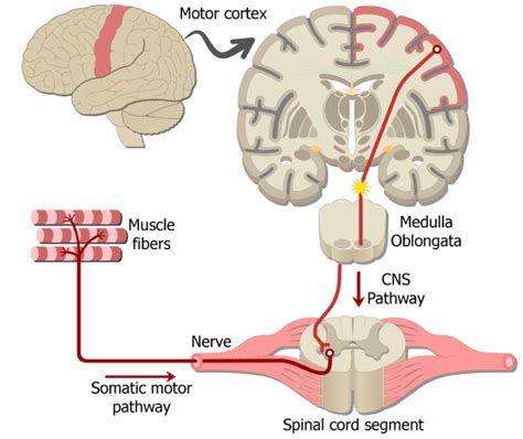 Examples of Somatic Nervous System Pathways | GetBodySmart