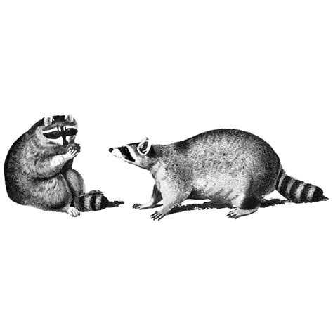 Vintage Illustrations of Raccoons - Download Free Vector Templates - HD ...