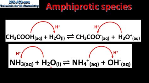 8.1 Amphiprotic species (SL) - YouTube