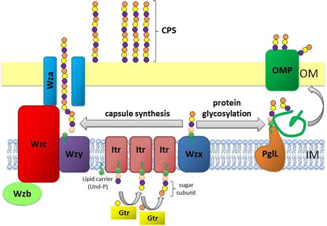 Bacterial Capsule Structure