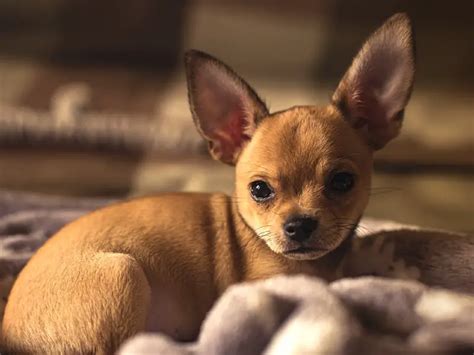 Chihuahua Great Dane Mix: Is it Possible? | Perfect Dog Breeds