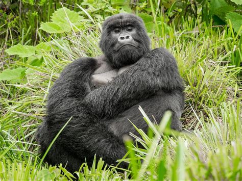 Fun and interesting facts about gorillas you may not know