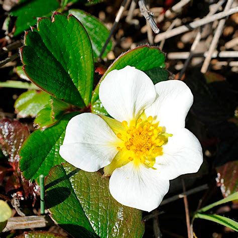 Wild Strawberry Flower as seen on Cowell-Purisima Coastal Trail | Strawberry flower, Wild ...