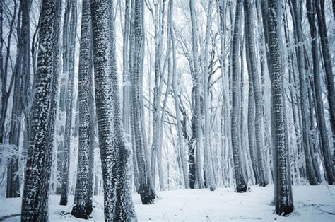 Frozen winter wonderland forest Stock Photo by andreiuc88 | PhotoDune