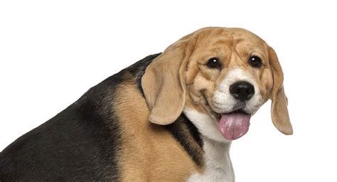 Fat Beagle - Is Your Little Pup Getting Overweight?