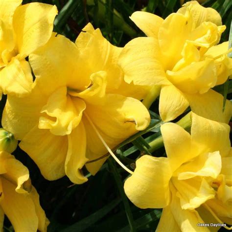 YELLOW BOUQUET - Oakes Daylilies