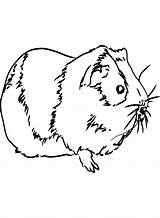 Hand Drawn Guinea Pig Coloring Page  Free Printable Pages sketch template