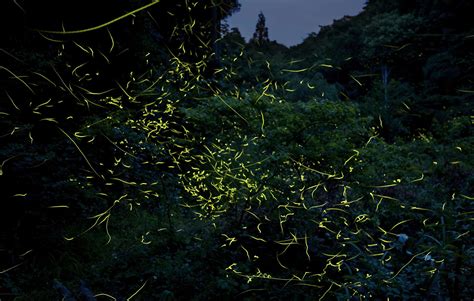 On the Glow: 9 Firefly Viewing Spots in Japan | Blog | Travel Japan ...