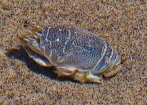 Emerita analoga (Pacific Sand Crab or Pacific Mole Crab – 10,000 Things of the Pacific Northwest